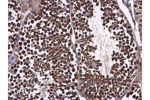 IHC-P Image p23 antibody [N1C3] detects p23 protein at cytoplasm in mouse testis by immunohistochemical analysis.