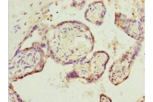 Immunohistochemistry of paraffin-embedded human placenta tissue using ABIN7151641 at dilution of 1:100 (SH3GL1 anticorps  (AA 219-368))