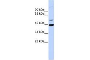 Image no. 1 for anti-Zinc Finger Protein 124 (ZNF124) (AA 179-228) antibody (ABIN6742594) (ZNF124 anticorps  (AA 179-228))