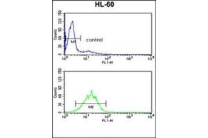 Flow cytometry analysis of HL-60 cells using DDX17 Antibody (N-term) Cat. (DDX17 anticorps  (N-Term))