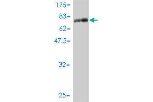 Western Blot detection against Immunogen (76.