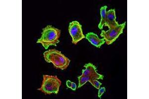 Immunofluorescence analysis of GC7901 cells using CDK5 mouse mAb (green).