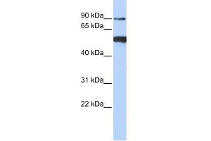 WB Suggested Anti-DDX50 Antibody Titration:  0. (DDX50 anticorps  (N-Term))