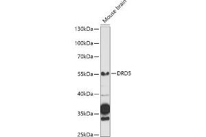 Western blot analysis of extracts of Mouse brain, using DRD5 antibody (ABIN3022432, ABIN3022433, ABIN3022434 and ABIN6218817) at 1:1000 dilution. (DRD5 anticorps  (AA 323-477))