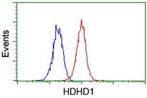 Image no. 6 for anti-Haloacid Dehalogenase-Like Hydrolase Domain Containing 1 (HDHD1) antibody (ABIN1498623) (HDHD1 anticorps)