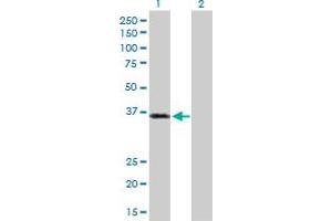 Western Blot analysis of PKD1L2 expression in transfected 293T cell line by PKD1L2 MaxPab polyclonal antibody. (PKD1L2 anticorps  (AA 1-306))
