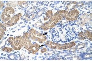 Immunohistochemical staining (Formalin-fixed paraffin-embedded sections) of human kidney with L3MBTL2 polyclonal antibody . (L3MBTL2 anticorps  (AA 576-625))