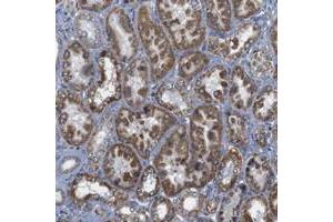 Immunohistochemical staining of human kidney with FAM171B polyclonal antibody  shows strong cytoplasmic positivity in cells in tubules at 1:50-1:200 dilution. (FAM171B anticorps)