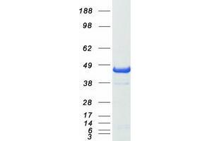 Validation with Western Blot