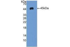 Detection of Recombinant ICAM1, Human using Polyclonal Antibody to Intercellular Adhesion Molecule 1 (ICAM1) (ICAM1 anticorps  (AA 41-464))