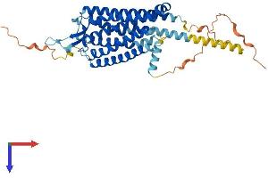 AlphaFold protein structure predicition of Mouse Recombinant Ntsr2 Protein, UniprotID P70310