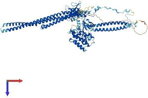 AlphaFold protein structure predicition of Mouse Recombinant Fer Protein, UniprotID P70451