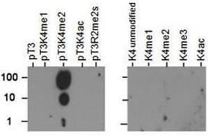 Dot Blot of Rabbit Histone H3 [p Thr3, Dimethyl Lys4] Antibody.