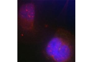 Immunofluorescence staining of methanol-fixed Hela cells using Phospho-BRCA1-S988 antibody.