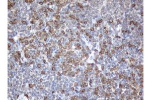 Image no. 1 for anti-Signal Recognition Particle Receptor, B Subunit (SRPRB) antibody (ABIN1501128) (SRPRB anticorps)