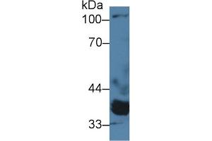 Detection of PPM1A in Porcine Heart lysate using Polyclonal Antibody to Protein Phosphatase, Mg2+/Mn2+ Dependent 1A (PPM1A)