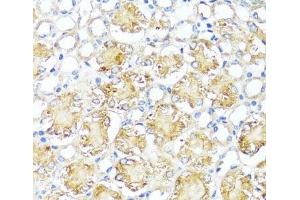 Immunohistochemistry of paraffin-embedded Mouse kidney using MAS1 Polyclonal Antibody at dilution of 1:100 (40x lens). (MAS1 anticorps)