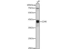 Western blot analysis of extracts of Raji cells, using CD40 antibody (ABIN3020703, ABIN3020704, ABIN3020705 and ABIN6213680) at 1:1000 dilution. (CD40 anticorps)