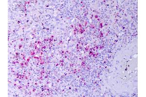 Anti-RETN / Resistin antibody IHC of human spleen.
