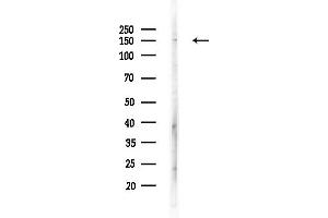 anti-YEATS Domain Containing 2 (YEATS2) (Internal Region) antibody