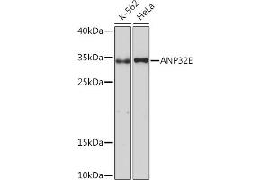 Western blot analysis of extracts of various cell lines, using E Rabbit pAb (ABIN7265378) at 1:1000 dilution. (ANP32E anticorps  (AA 1-70))