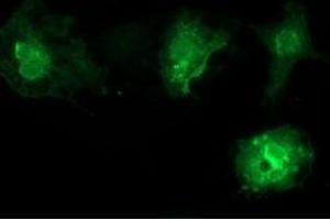 Anti-VSIG2 mouse monoclonal antibody (ABIN2454003) immunofluorescent staining of COS7 cells transiently transfected by pCMV6-ENTRY VSIG2 (RC200170). (VSIG2 anticorps)