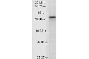 Western Blot analysis of Rat Lysates showing detection of Hsp90 alpha protein using Mouse Anti-Hsp90 alpha Monoclonal Antibody, Clone K41009 . (HSP90AA2 anticorps  (AA 604-731))