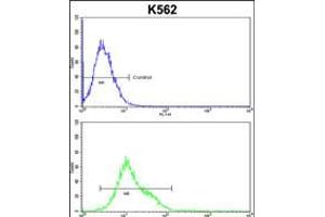 Flow cytometric analysis of k562 cells (bottom histogram) compared to a negative control cell (top histogram). (CROT anticorps  (N-Term))