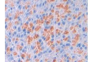 Detection of SPD in Mouse Pancreas Tissue using Polyclonal Antibody to Surfactant Associated Protein D (SPD)