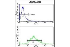 Flow cytometric analysis of  cells using KREMEN1 Antibody (N-term) (bottom histogram) compared to a negative control cell (top histogram).