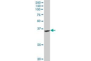 GRAP2 MaxPab rabbit polyclonal antibody.