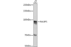 Western blot analysis of extracts of C6 cells, using R Rabbit mAb (ABIN7269840) at 1:500 dilution. (RALBP1 anticorps)