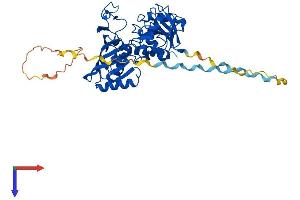 AlphaFold protein structure predicition of Mouse Recombinant Gapdhs Protein, UniprotID Q64467