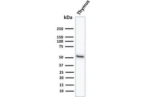 Western Blot Analysis of human Thymus tissue lysate using Cytokeratin 15 Mouse Monoclonal Antibody (KRT15/2958) (KRT15 anticorps)