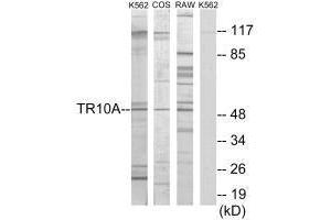 Western blot analysis of extracts from K562 cells, COS-7 cells and RAW264.