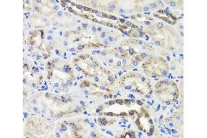 Immunohistochemistry of paraffin-embedded Rat kidney using HSD11B2 Polyclonal Antibody at dilution of 1:100 (40x lens). (HSD11B2 anticorps)
