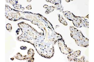 HMGB1 was detected in paraffin-embedded sections of human placenta  tissues using rabbit anti- HMGB1 Antigen Affinity purified polyclonal antibody (Catalog # ) at 1 µg/mL. (HMGB1 anticorps  (C-Term))