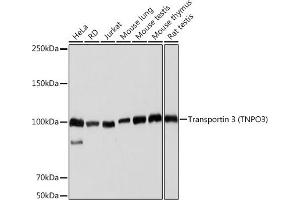 Western blot analysis of extracts of various cell lines, using Transportin 3 (Transportin 3 (TNPO3)) Rabbit mAb (ABIN7270971) at 1:1000 dilution. (Transportin 3 anticorps)