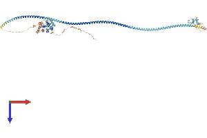 AlphaFold protein structure predicition of Mouse Recombinant Rufy1 Protein, UniprotID Q8BIJ7