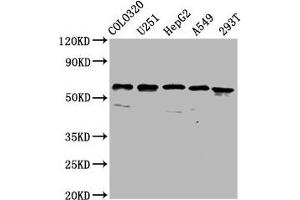 Western Blot Positive WB detected in: Colo320 whole cell lysate, U251 whole cell lysate, HepG2 whole cell lysate, A549 whole cell lysate, 293T whole cell lysate All lanes: CLCC1 antibody at 3. (CLCC1 anticorps  (AA 446-551))