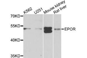 Western blot analysis of extracts of various cells, using EPOR antibody. (EPOR anticorps)