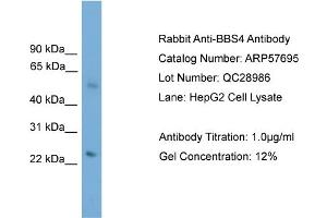 WB Suggested Anti-BBS4  Antibody Titration: 0.