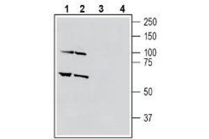 Western blot analysis of human THP-1 monocytic leukemia cell line lysate (lanes 1 and 3) and human HL-60 promyelocytic leukemia cell line lysate (lanes 2 and 4): - 1-2. (Sema4a anticorps  (Extracellular, N-Term))