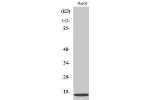 Western Blotting (WB) image for anti-Interferon-Induced Transmembrane Protein 3 (IFITM3) (N-Term) antibody (ABIN3175588) (IFITM3 anticorps  (N-Term))