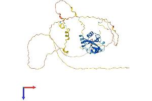 AlphaFold protein structure predicition of Human Recombinant SHF Protein, UniprotID Q7M4L6