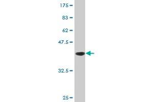 Western Blot detection against Immunogen (37.
