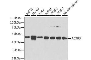 Western blot analysis of extracts of various cell lines, using ACTR3 antibody. (ACTR3 anticorps  (AA 1-418))