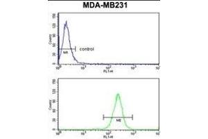 NCF1C Antibody (C-term) (ABIN652634 and ABIN2842424) flow cytometry analysis of MDA-M cells (bottom histogram) compared to a negative control cell (top histogram). (NCF1C anticorps  (C-Term))