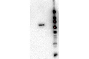 Western Blot of Rat monoclonal anti-AKT2 antibody. (AKT2 anticorps  (Internal Region) (Biotin))