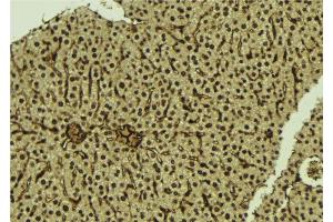 ABIN6276974 at 1/100 staining Mouse liver tissue by IHC-P. (SMAD5 anticorps  (Internal Region))